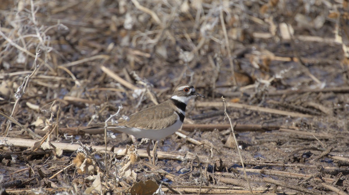 Killdeer - ML657504730
