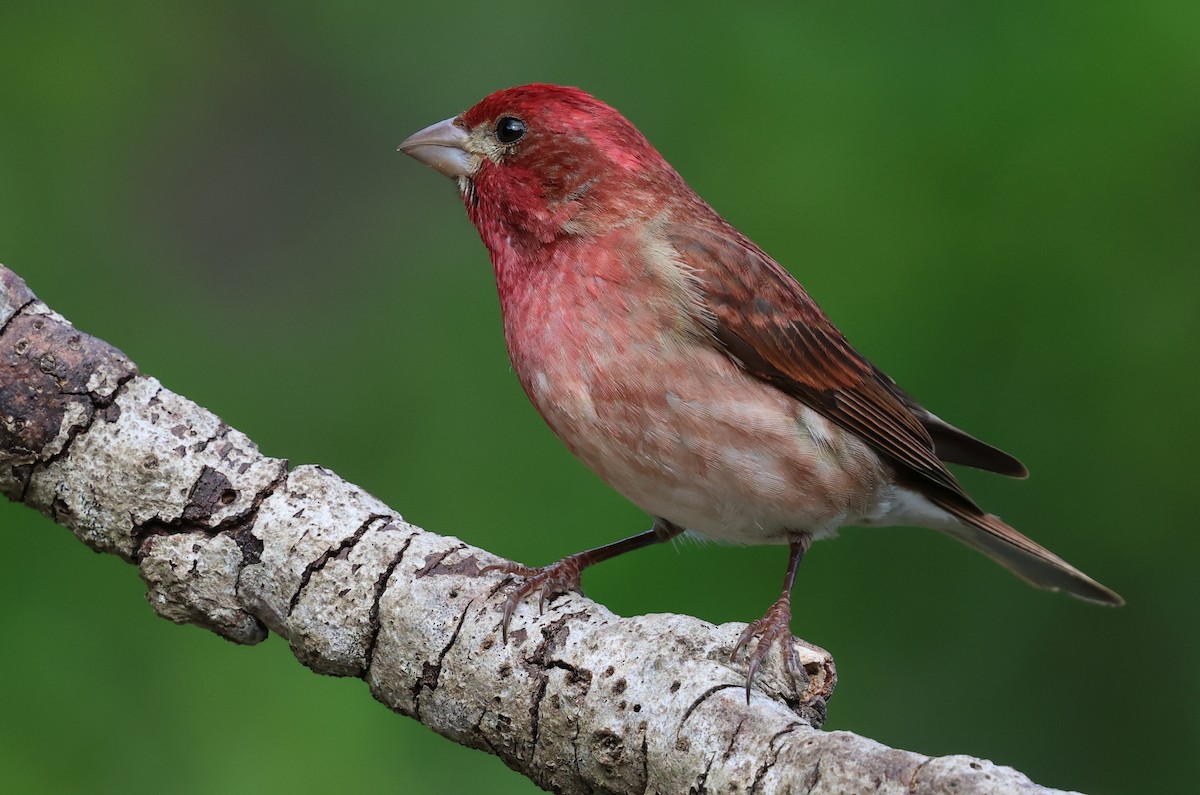Purple Finch - ML657504838