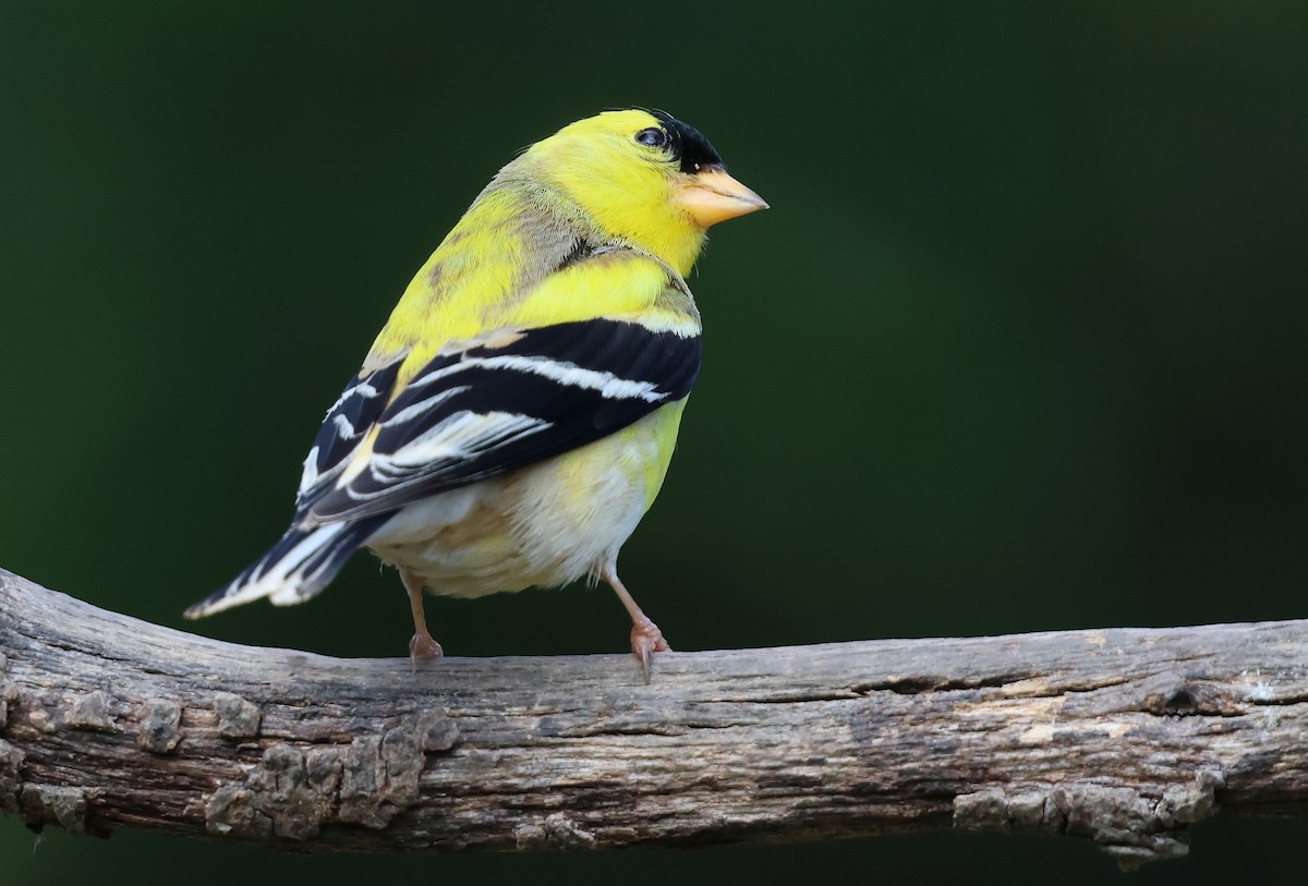 American Goldfinch - ML657504912