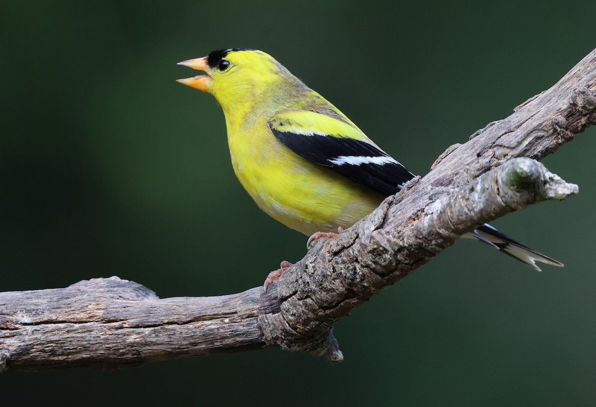 American Goldfinch - ML657505042