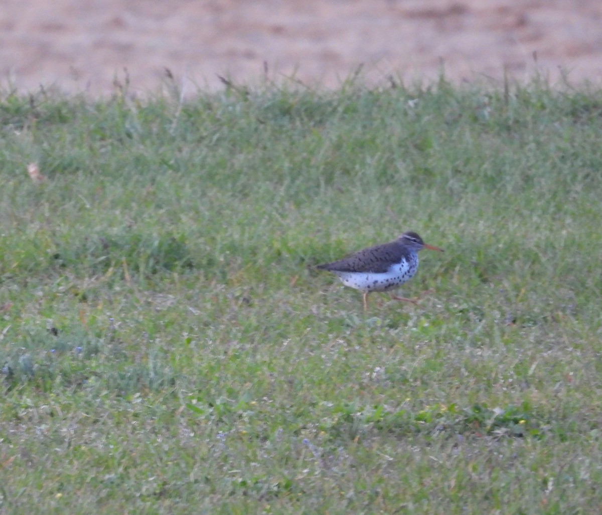 flekksnipe - ML657505134