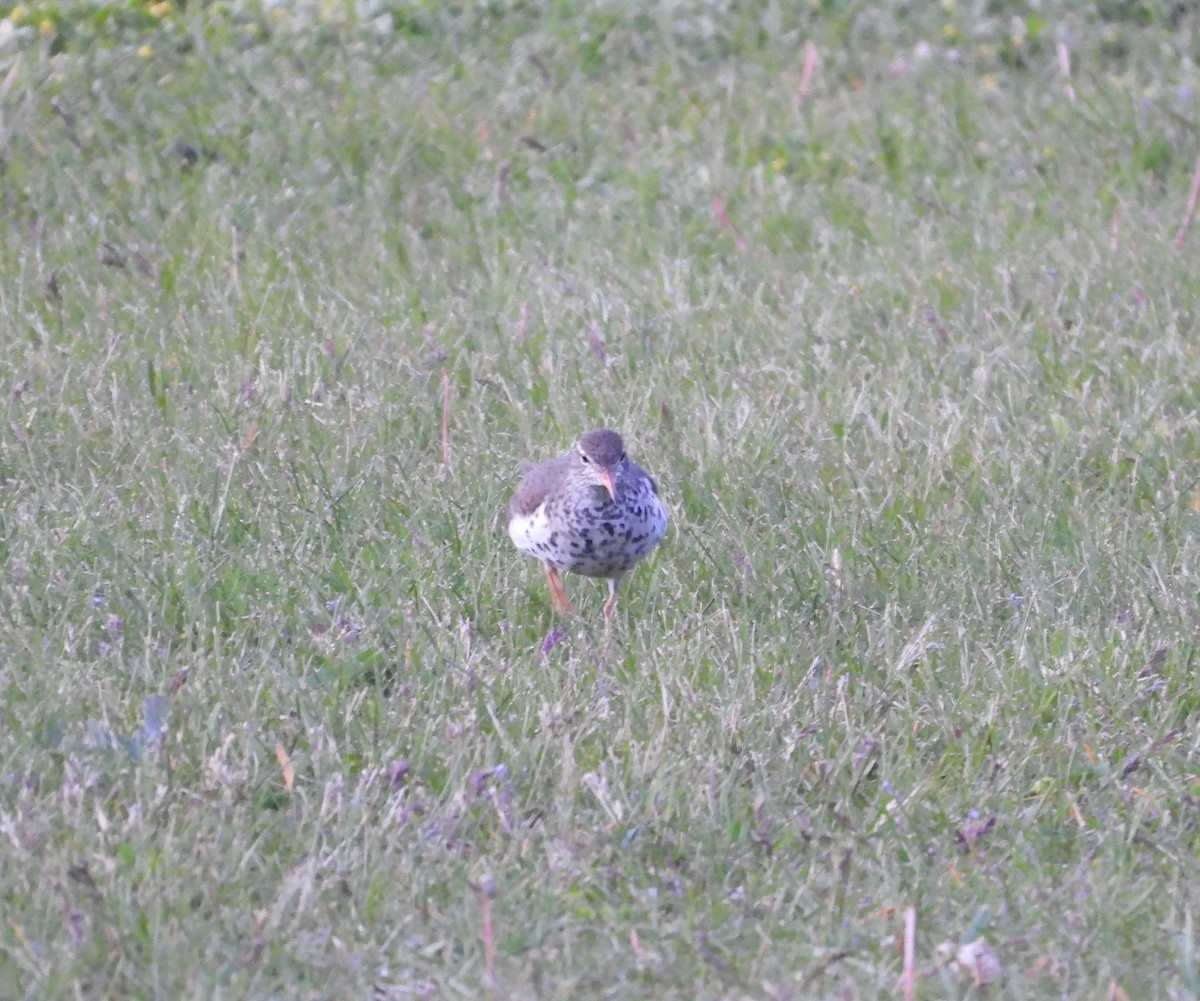 flekksnipe - ML657505136