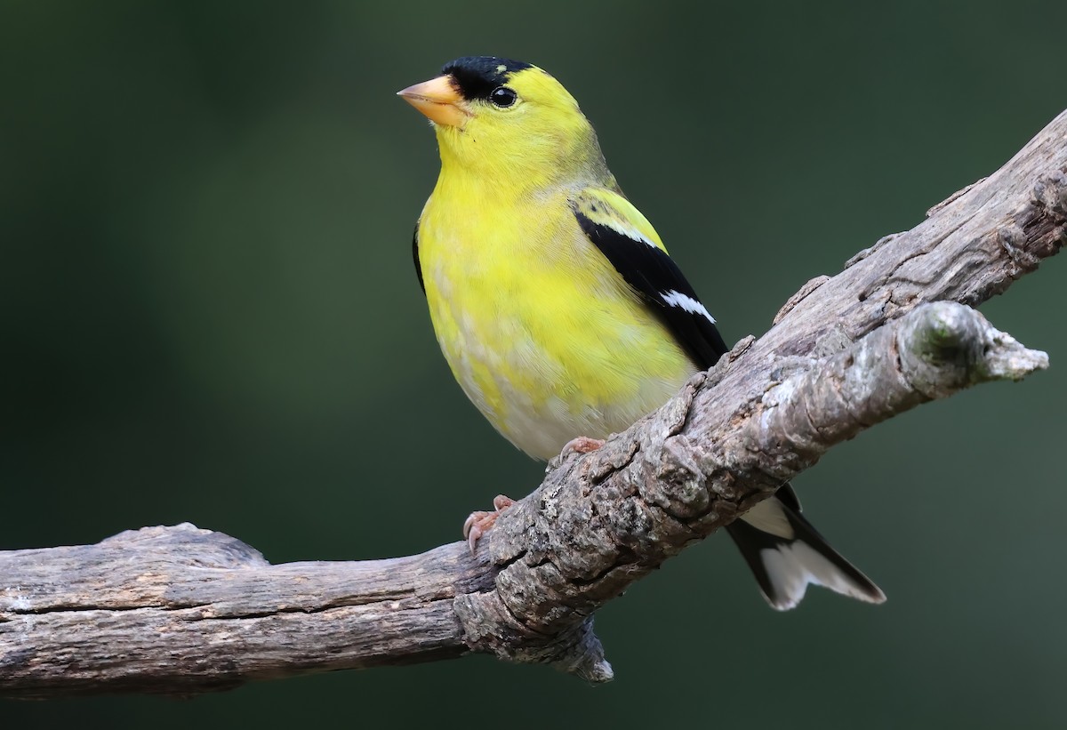 American Goldfinch - ML657505141