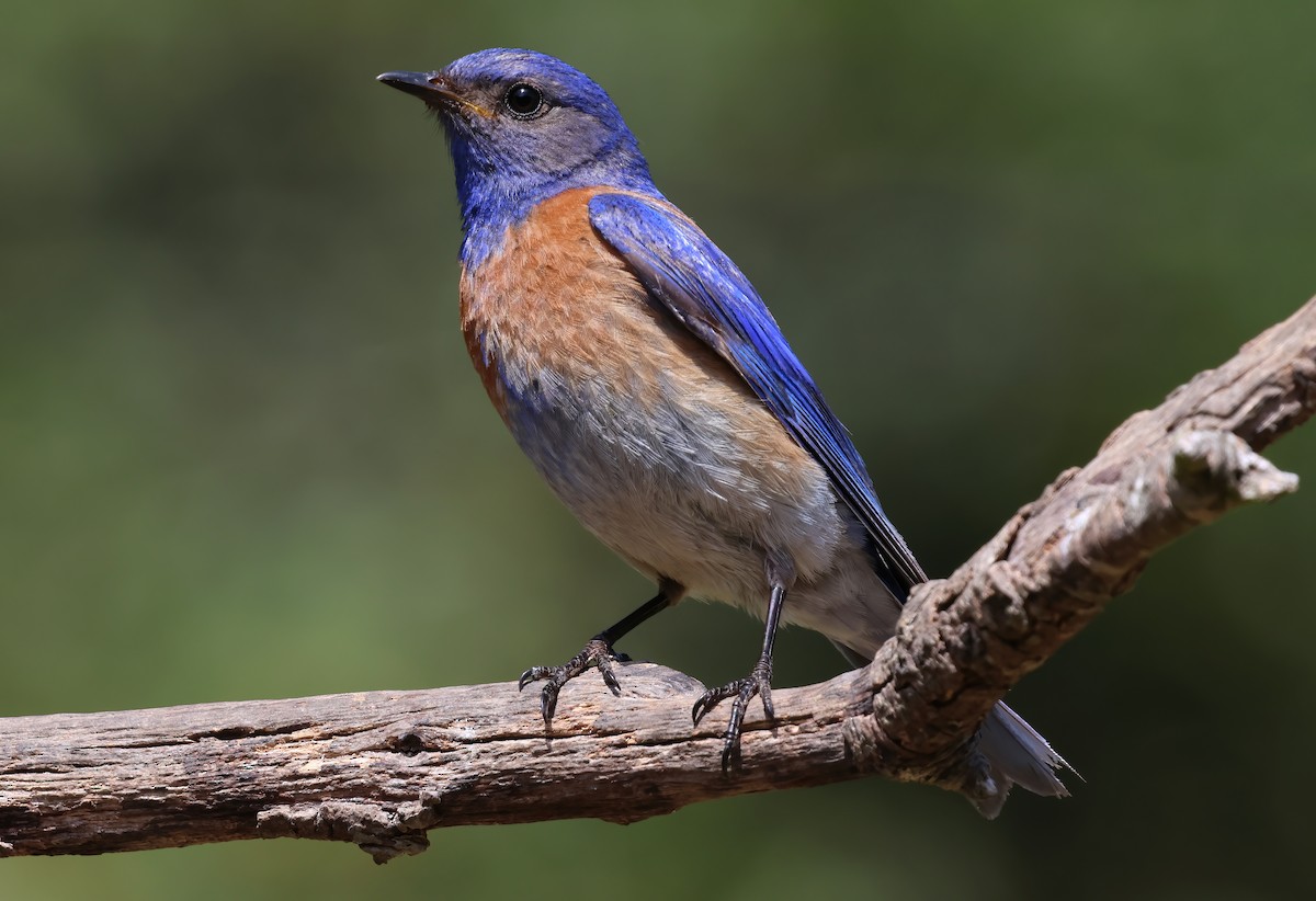 Western Bluebird - ML657505381