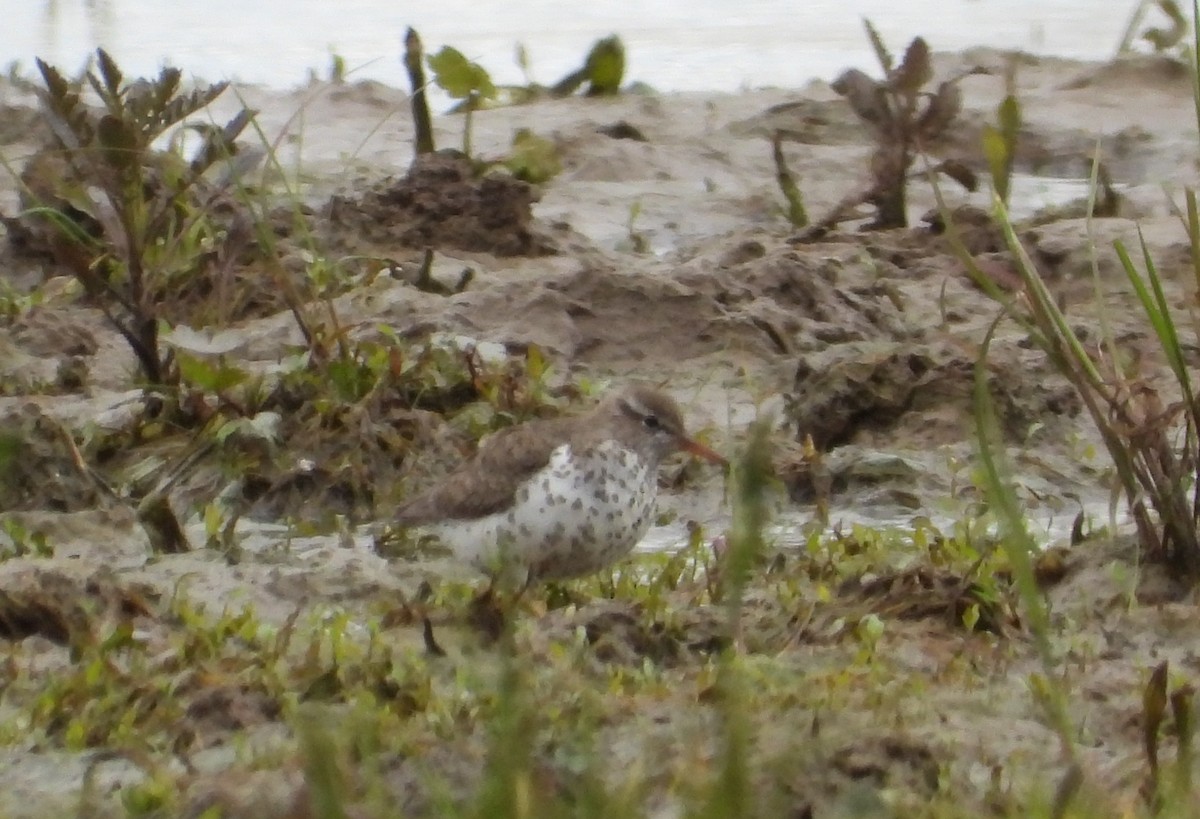 flekksnipe - ML657505384