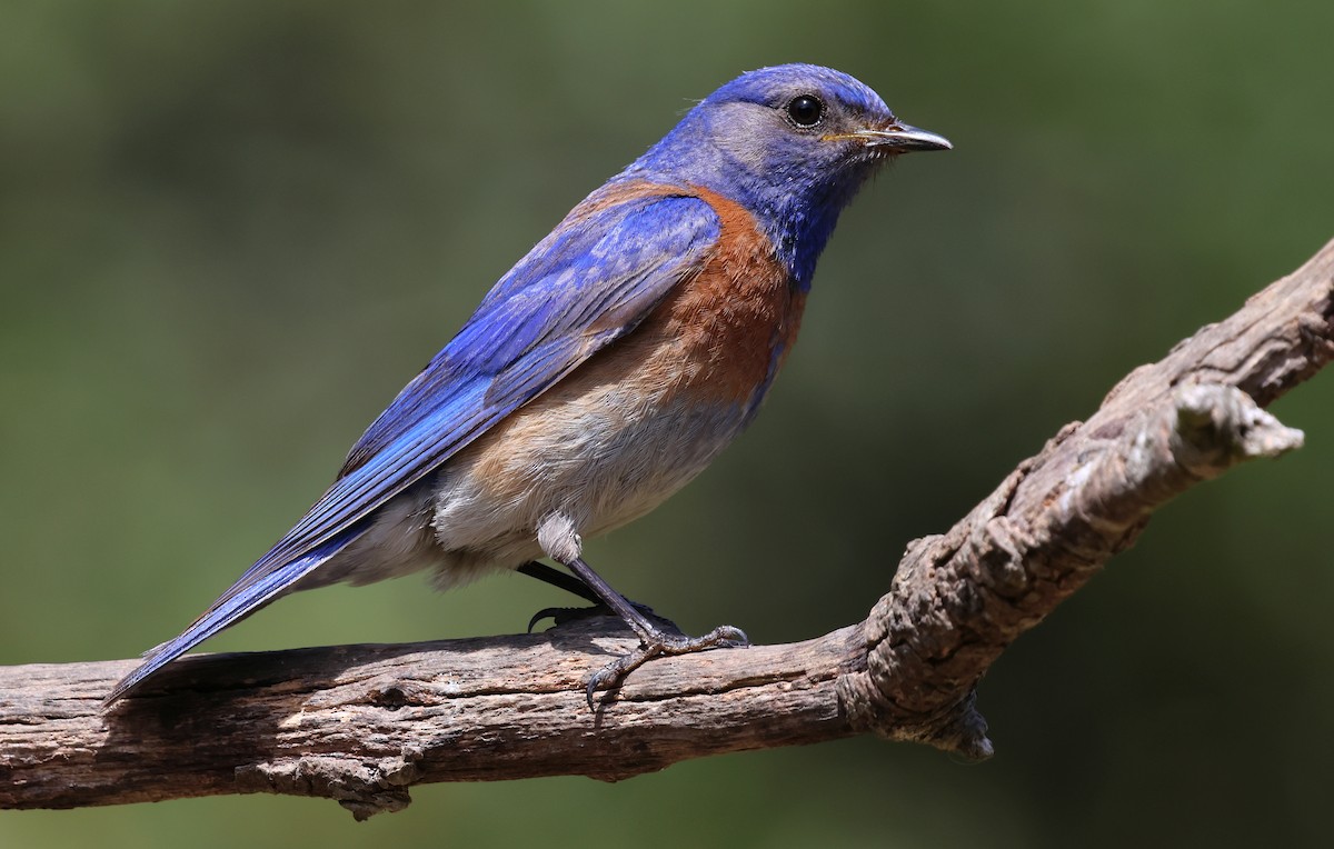Western Bluebird - ML657505512