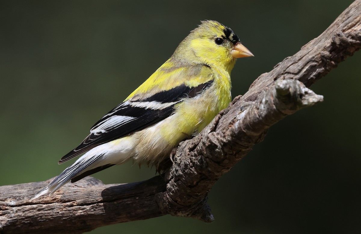 American Goldfinch - ML657505750
