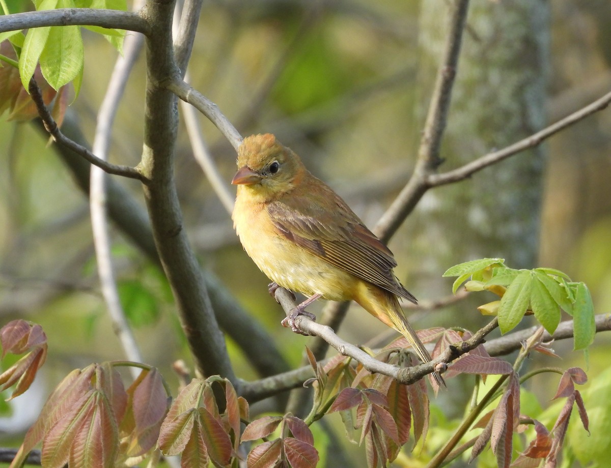 Summer Tanager - ML657505826