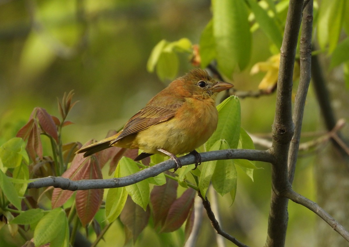 Summer Tanager - ML657505827