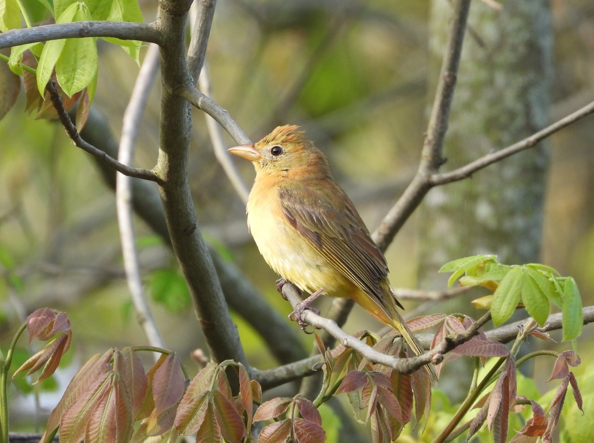 Summer Tanager - ML657505828