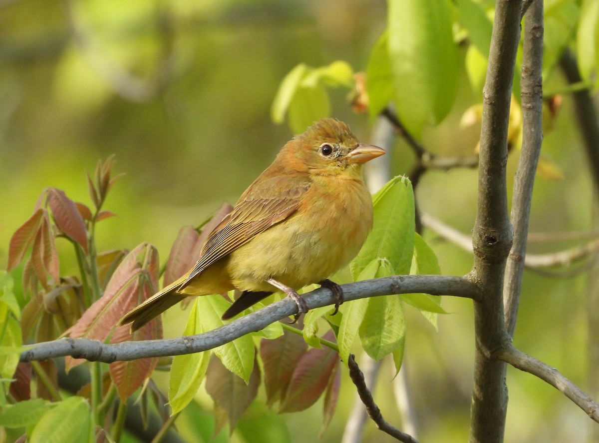 Summer Tanager - ML657505829
