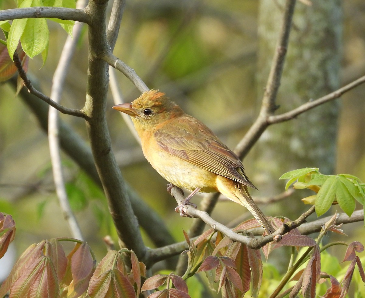 Summer Tanager - ML657505830