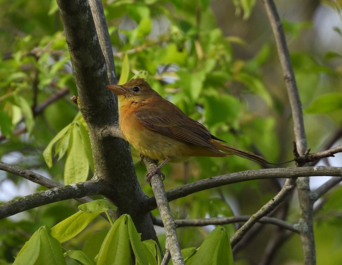 Summer Tanager - ML657505841
