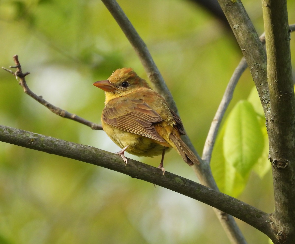Summer Tanager - ML657505847