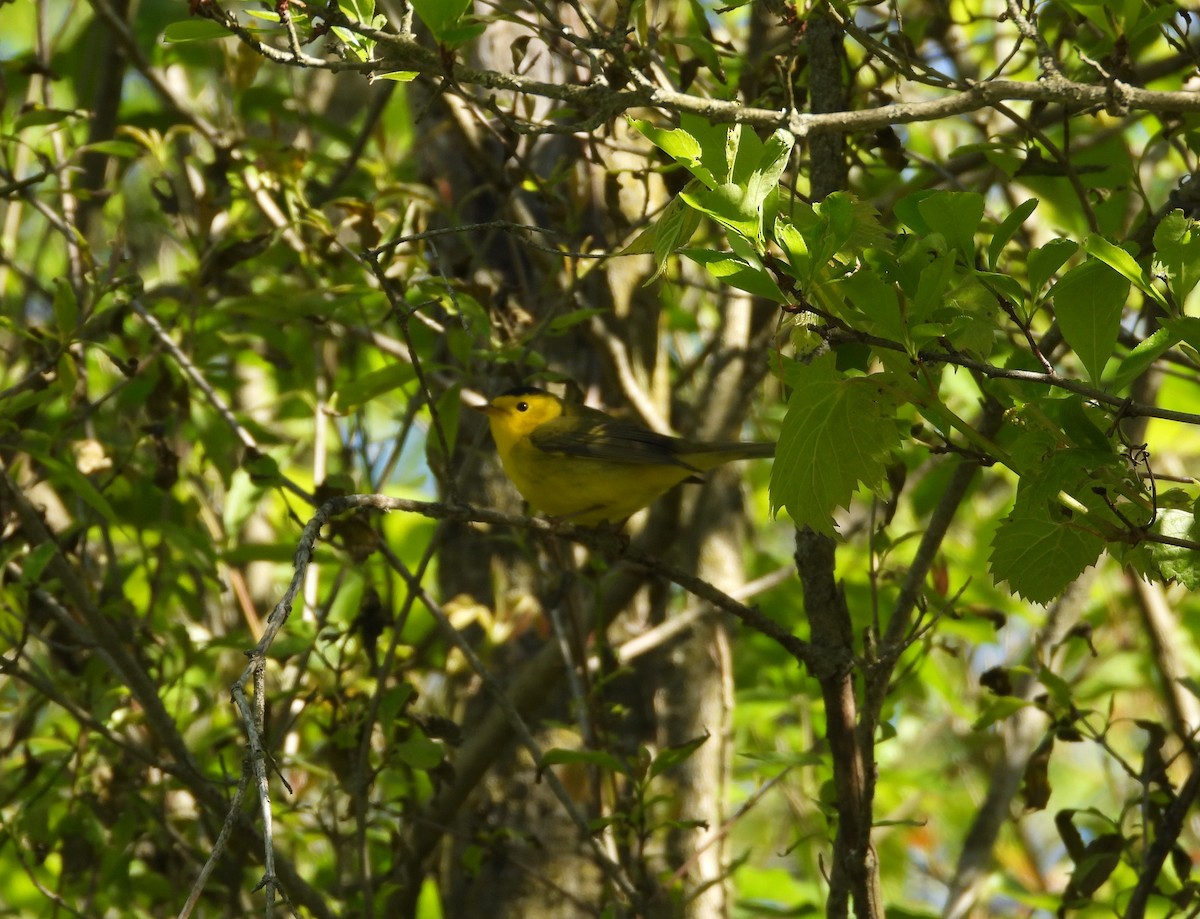 kalottparula - ML657505890
