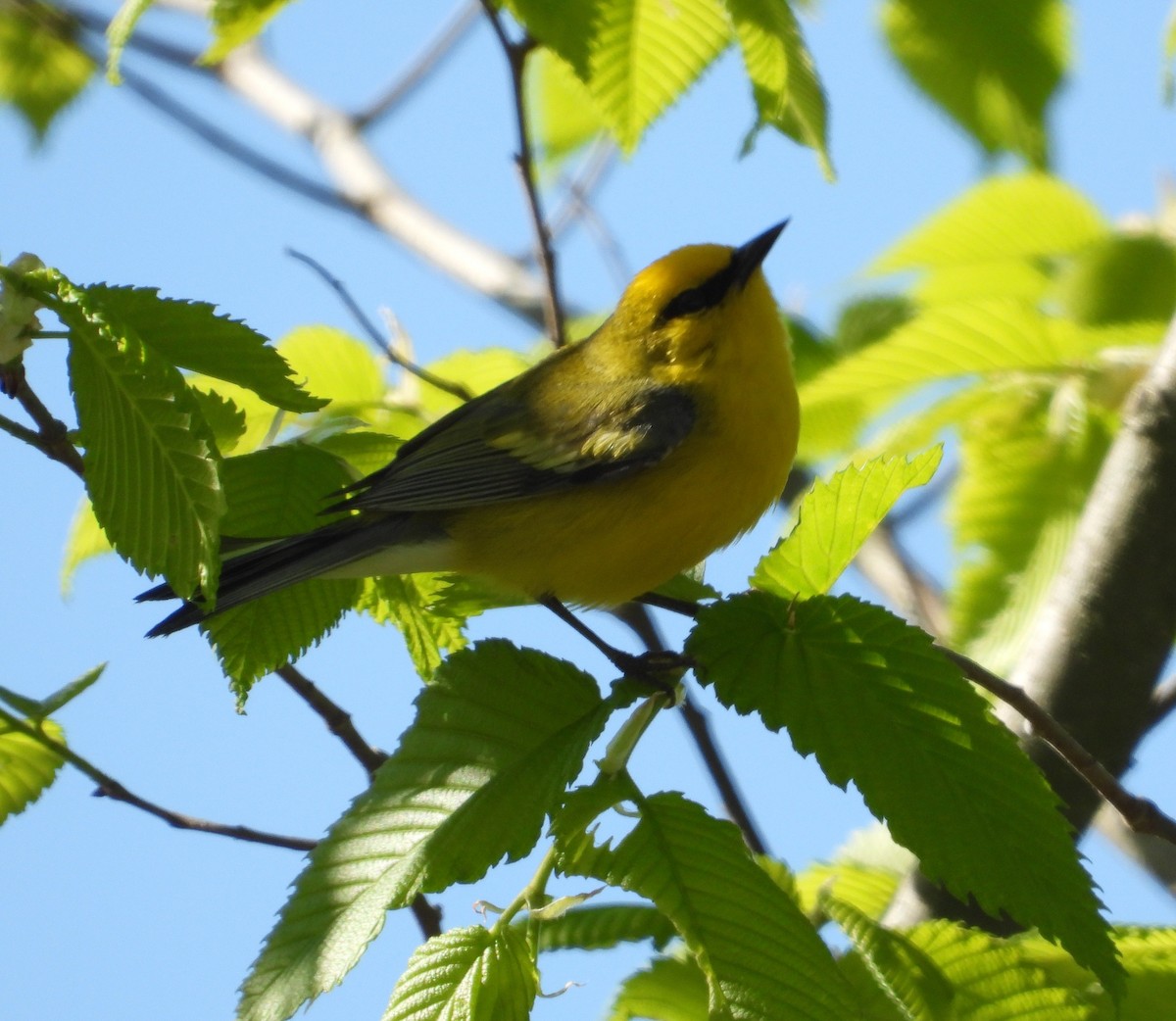 blåvingeparula - ML657505918