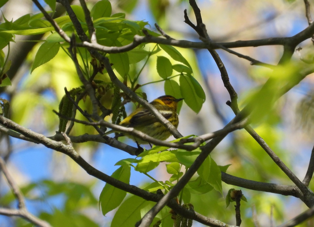 brunkinnparula - ML657505957