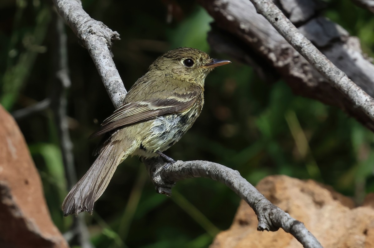 Western Flycatcher - ML657506008