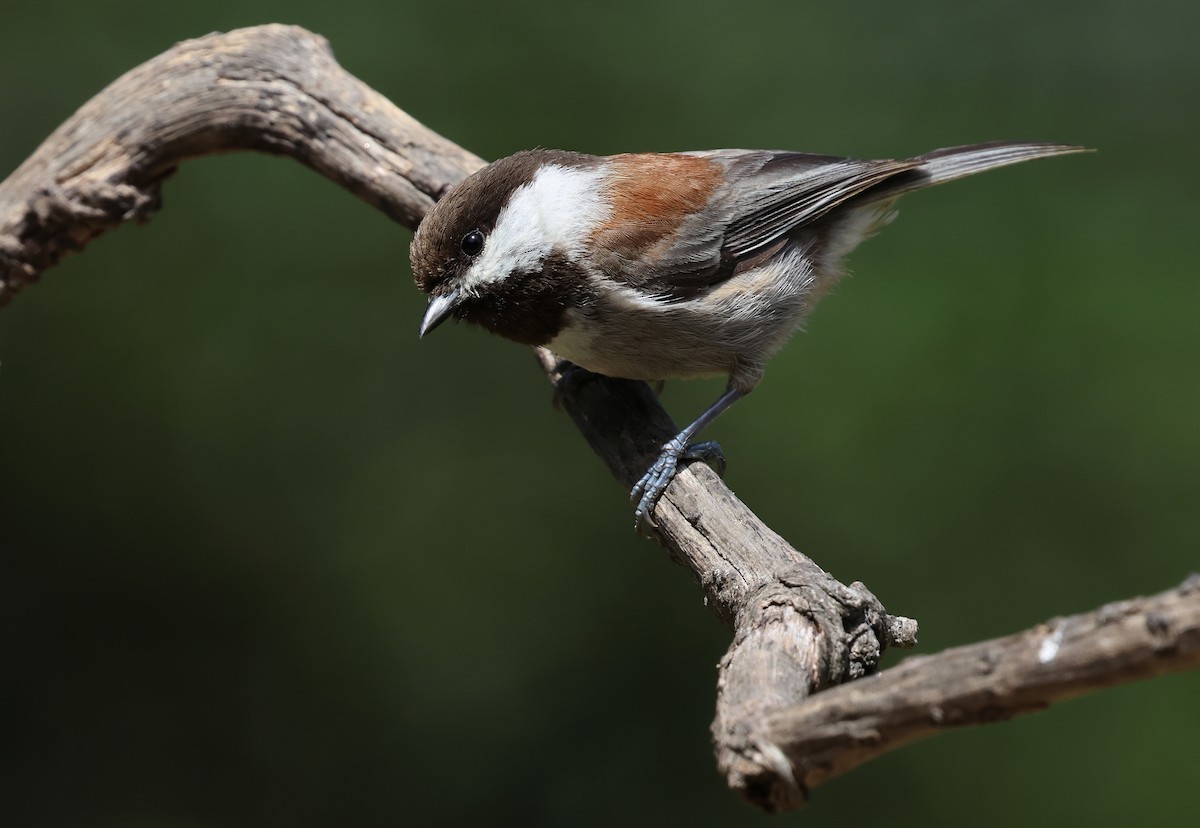 Chestnut-backed Chickadee - ML657506337