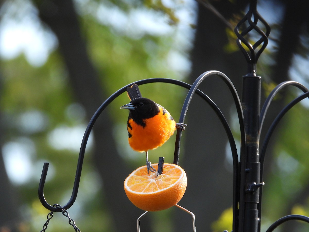 Baltimore Oriole - ML657506483