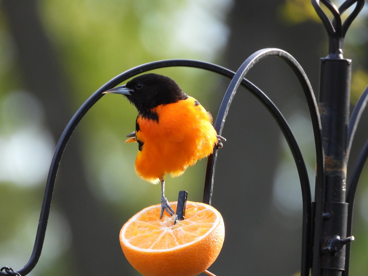 Baltimore Oriole - ML657506484