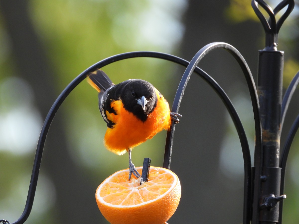 Baltimore Oriole - ML657506485