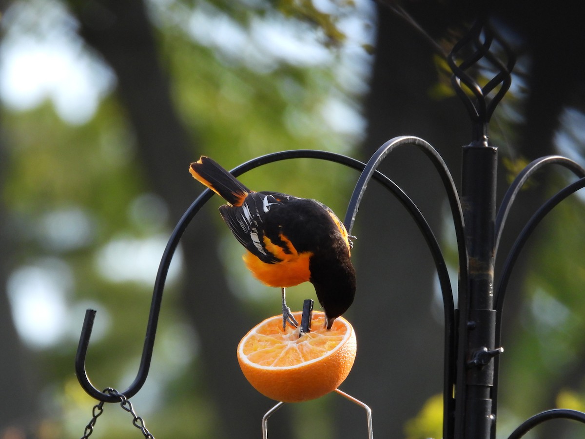 Baltimore Oriole - ML657506486