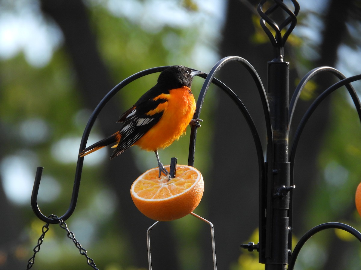 Baltimore Oriole - ML657506487