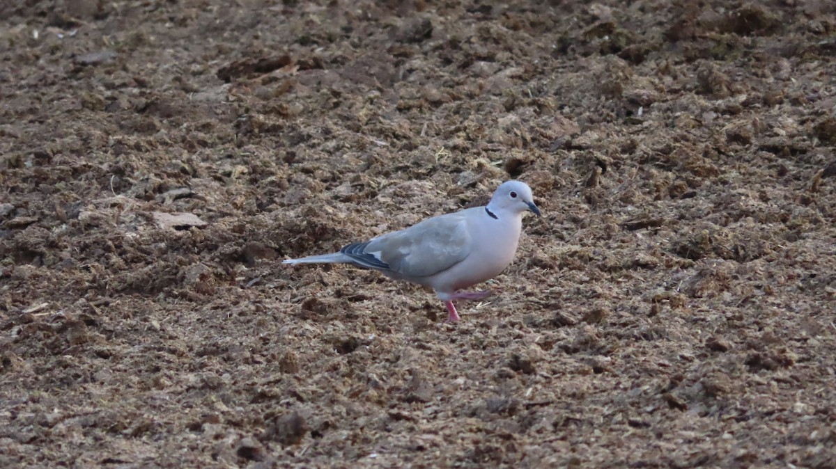 Eurasian Collared-Dove - ML657506690