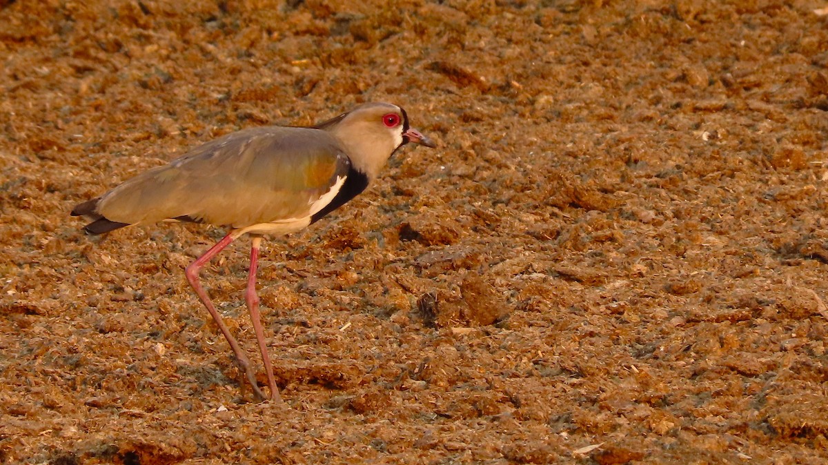 Southern Lapwing - ML657506712
