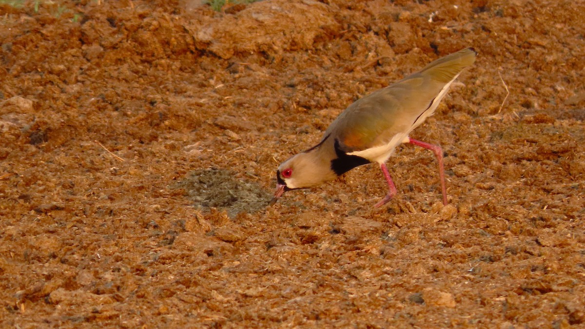 Southern Lapwing - ML657506713