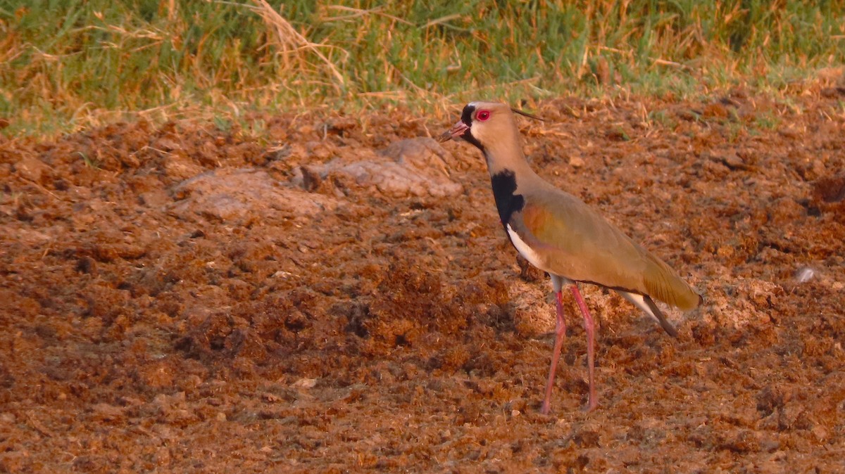 Southern Lapwing - ML657506714