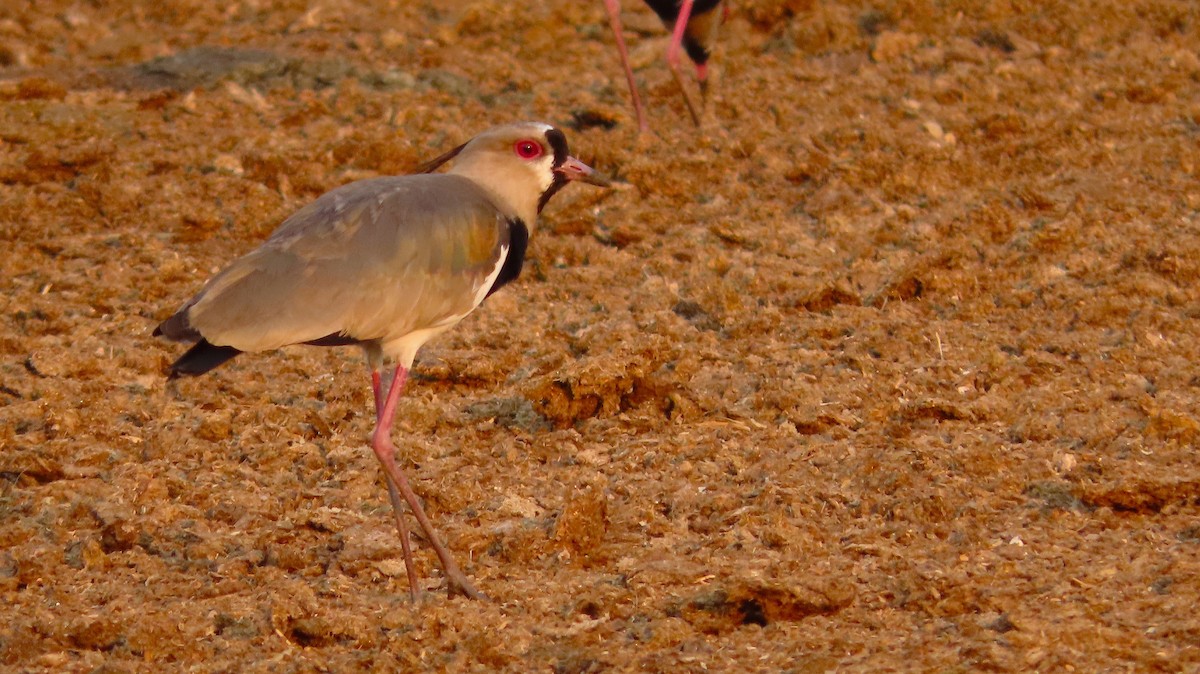 Southern Lapwing - ML657506715