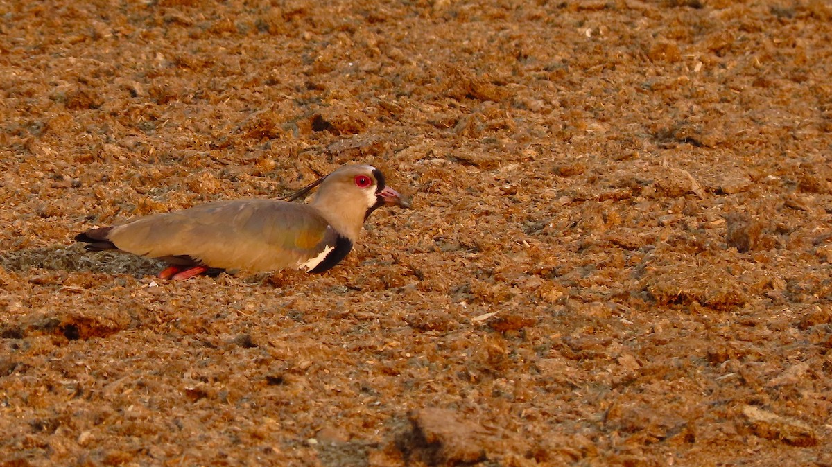 Southern Lapwing - ML657506716