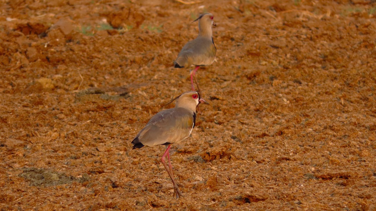 Southern Lapwing - ML657506717