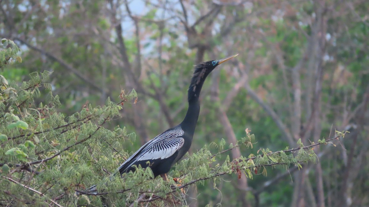 Anhinga - ML657506762
