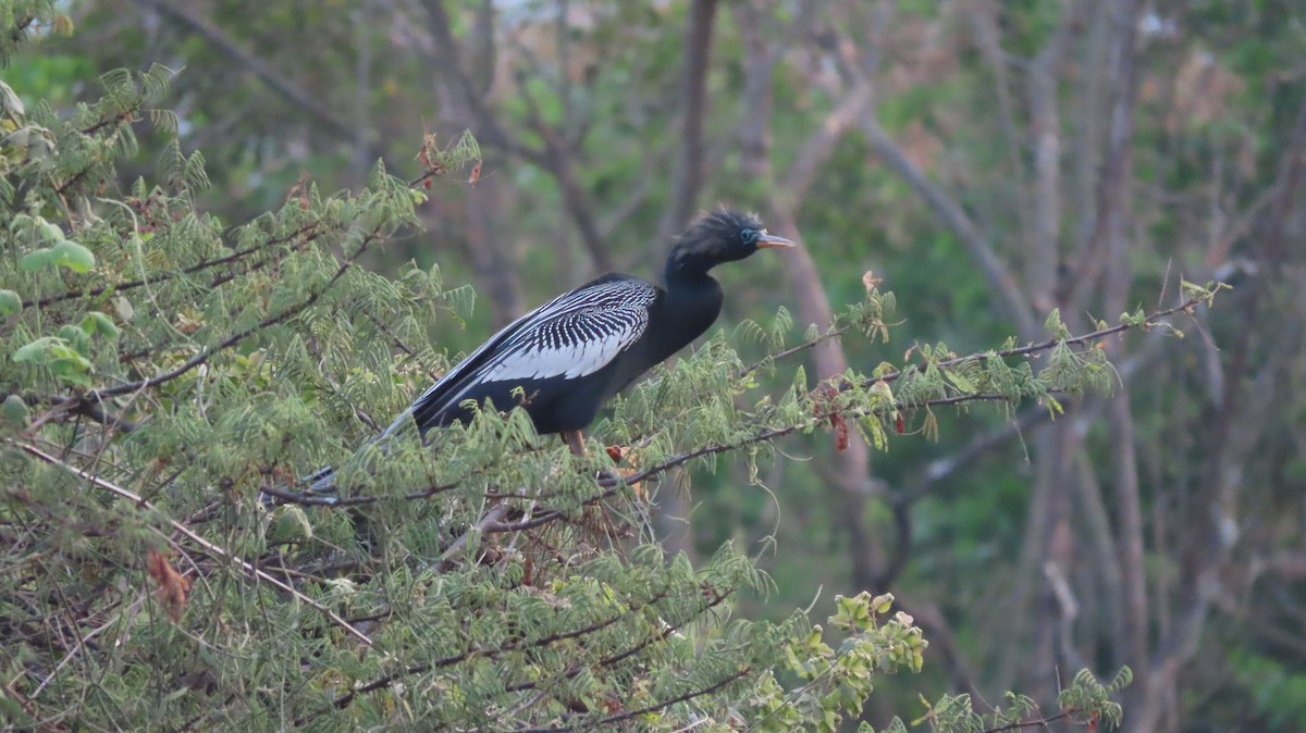 Anhinga - ML657506763