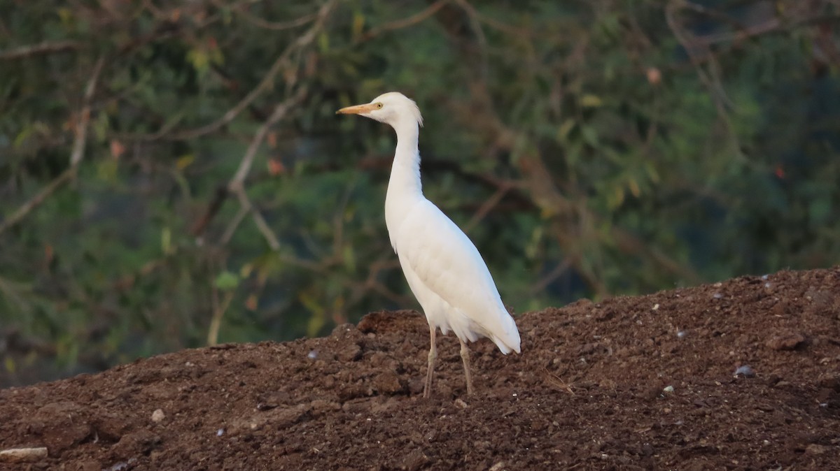 Western Cattle-Egret - ML657506828