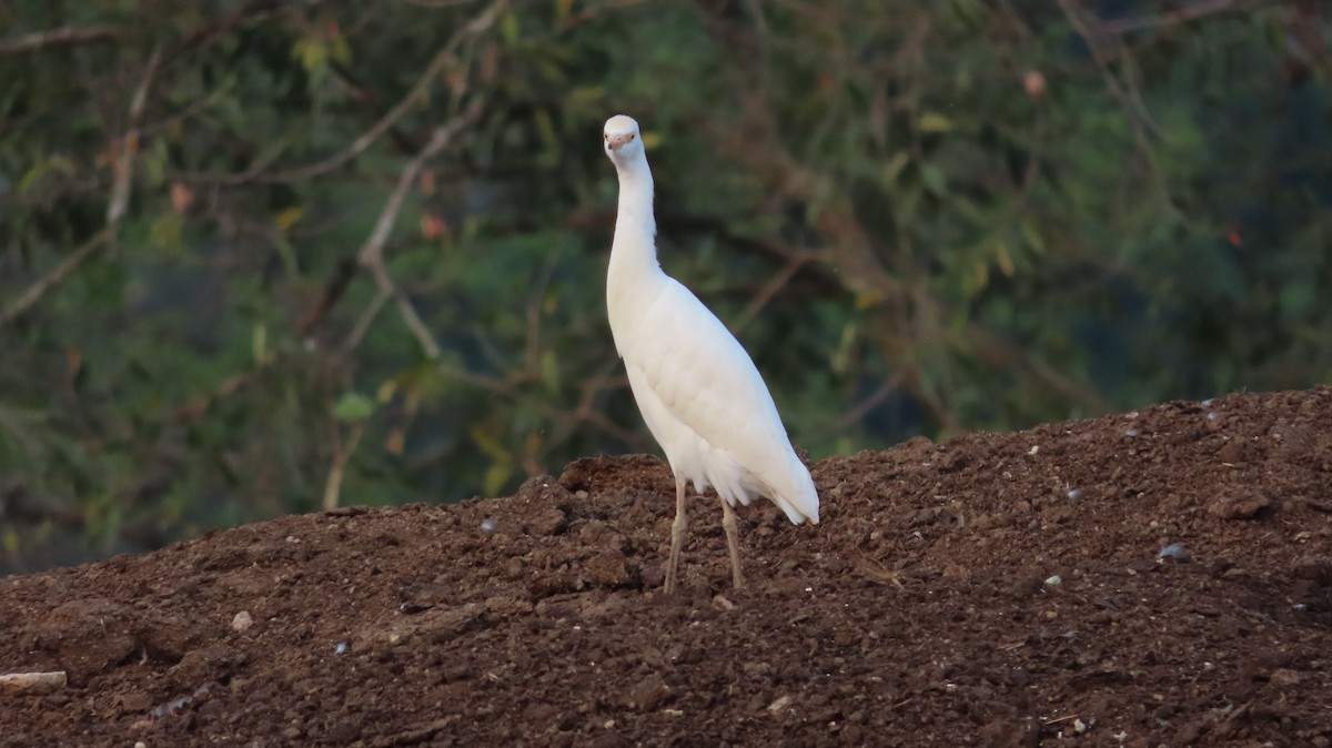 Western Cattle-Egret - ML657506829