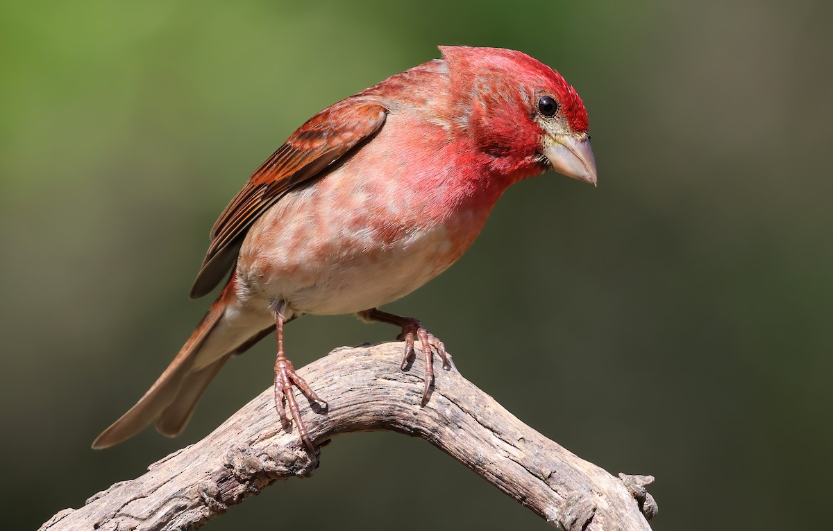 Purple Finch - ML657506854