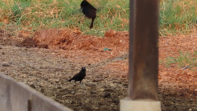 Bronzed Cowbird - ML657506904
