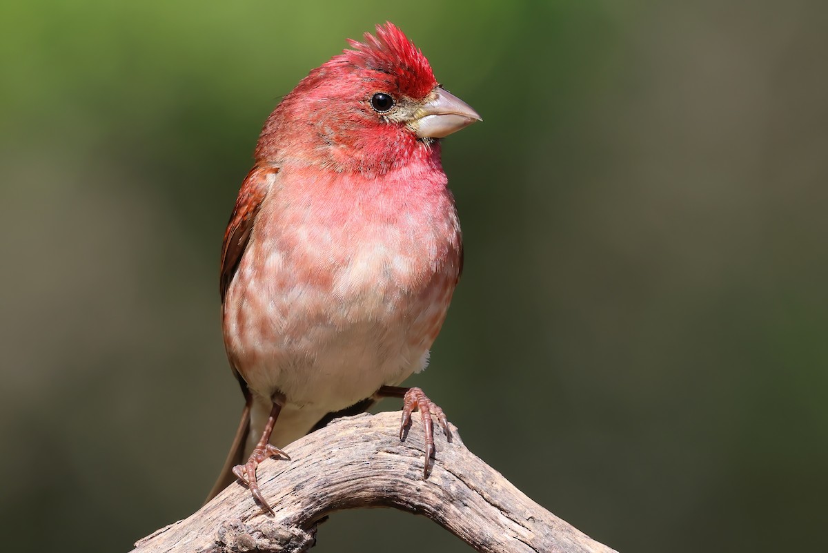 Purple Finch - ML657506965
