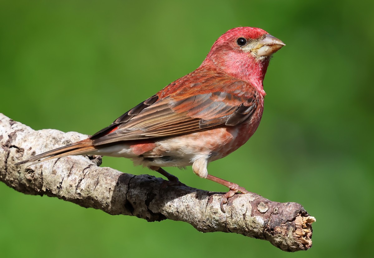 Purple Finch - ML657507248