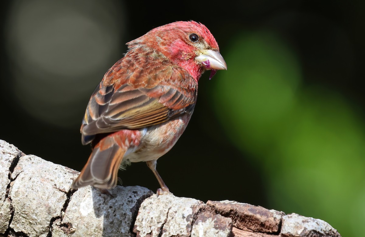 Purple Finch - ML657507394