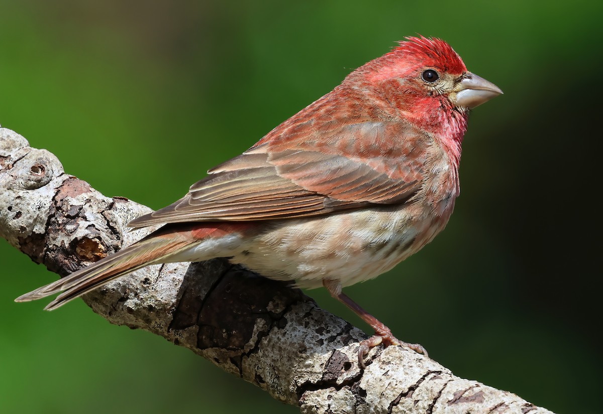 Purple Finch - ML657507624