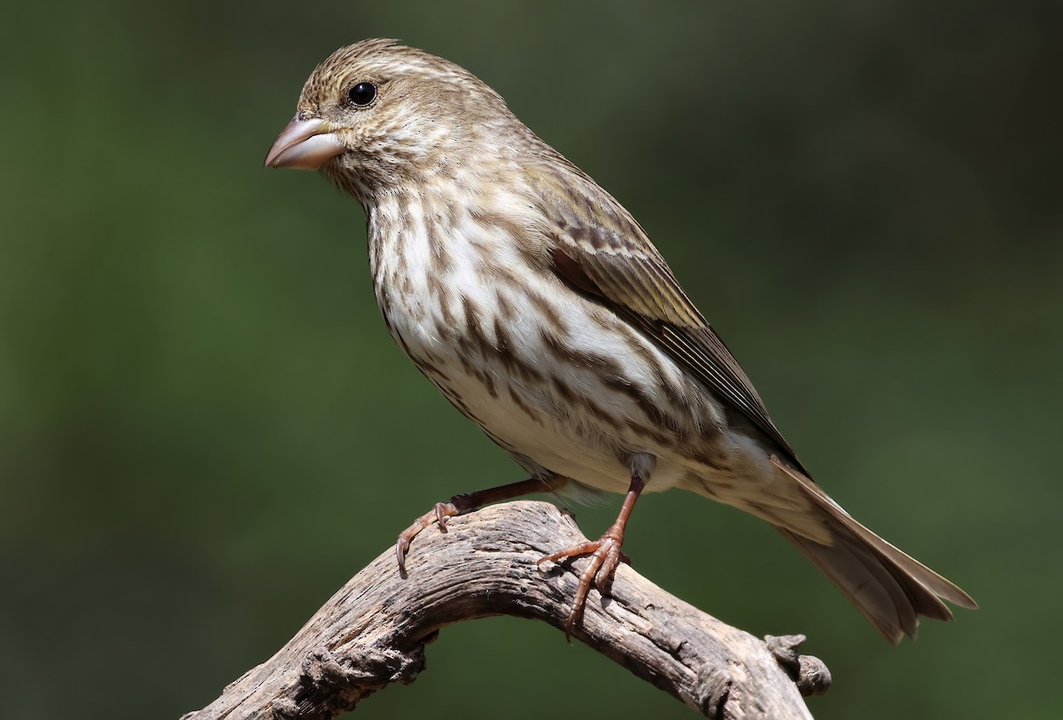 Purple Finch - ML657507750