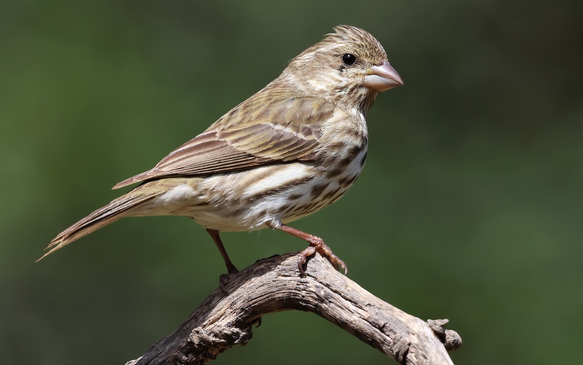 Purple Finch - ML657507811