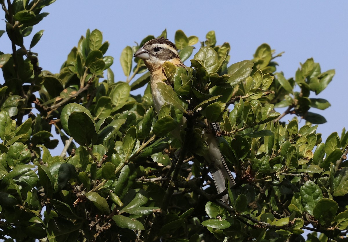 Black-headed Grosbeak - ML657507905
