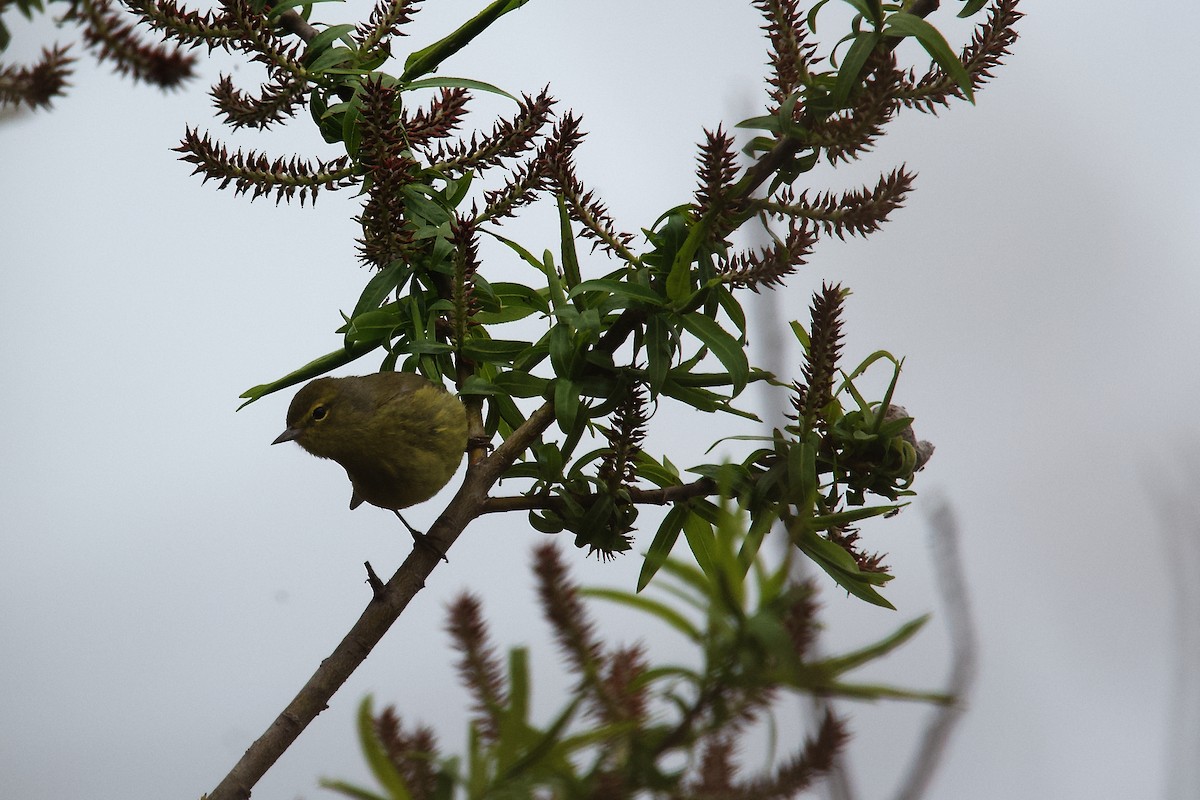 oransjekroneparula - ML657508519