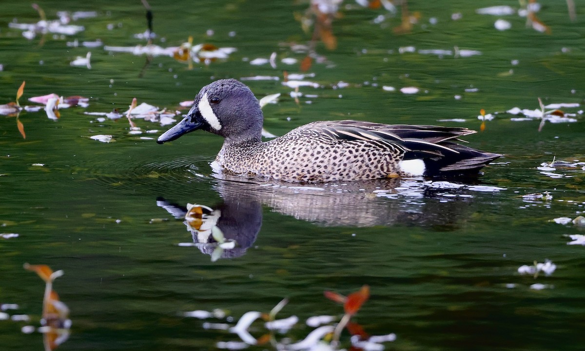 Blue-winged Teal - ML657508843